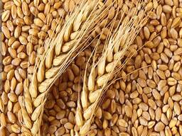 Пшеница