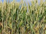 Пшеница – Wheat - фото 1