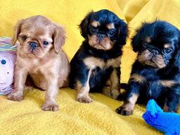 Puppies King Charles spaniel.