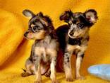 Puppies Toy Terrier - фото 1