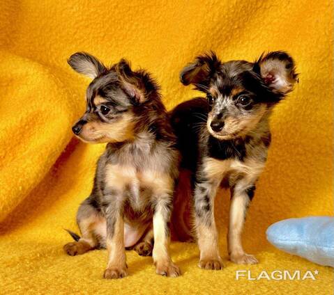 Puppies Toy Terrier