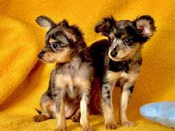Puppies Toy Terrier