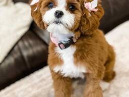 Rares Cavapoos moyens uniques