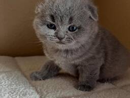 Scottish Fold Prêts à rejoindre leur famille