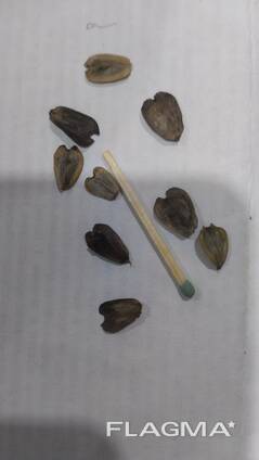 Семена сильфии пронзенолистной