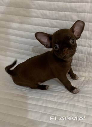 Щенки Чихуа Хуа