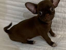 Щенки Чихуа Хуа