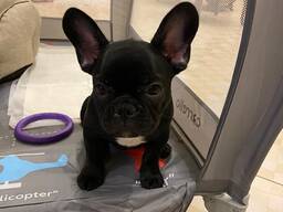 Маленькие щенки французского бульдога