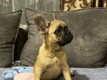Щенки Французского бульдога - photo 3