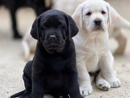 Щенки Лабрадора
