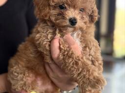 Щенки мальтипу