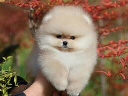 Щенки спаниеля-померанца (BOBO) на продажу