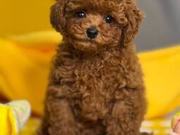 Щенки той-пуделя на продажу