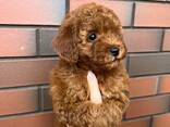 Щенки той-пуделя на продажу - photo 3