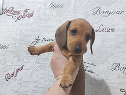 Щенки Таксы