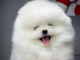 Шпицепомеранского шпица