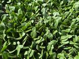 Spinach - photo 6