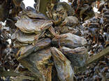 Stockfish, dried and best quality from Norway - photo 1
