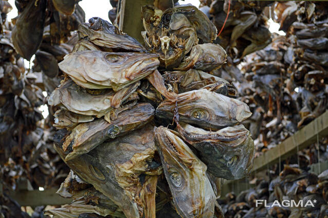 Stockfish, dried and best quality from Norway