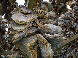 Stockfish, dried and best quality from Norway