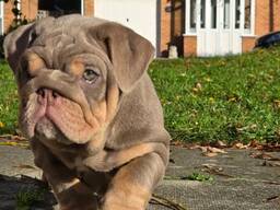 Suit lilac &amp; tan girl