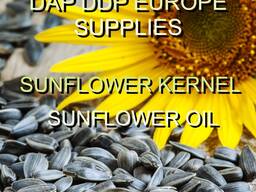 Sunflower kernel and &amp; Sunflower Oil sale turnkey supplie DAP DDP Europe BUY NOW