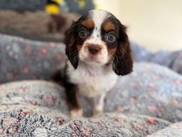 KC TRI BOY LEFT health tested parents