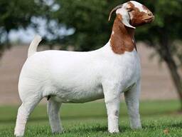 Full blood boer goats