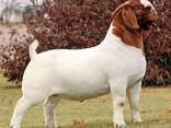 Full blood boer goats - photo 3