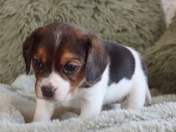 Trois femelles cherchent leur famille pour la vie. Les chiots Beagles de poche seront vacc