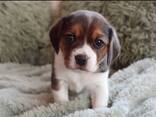 Trois femelles cherchent leur famille pour la vie. Les chiots Beagles de poche seront vacc - photo 1