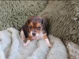 Trois femelles cherchent leur famille pour la vie. Les chiots Beagles de poche seront vacc - photo 3