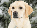 Высокопородные щенки Лабрадора Ретривера - photo 8
