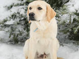 Высокопородные щенки Лабрадора Ретривера - photo 9
