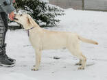 Высокопородные щенки Лабрадора Ретривера - photo 13