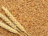 Wheat - фото 1
