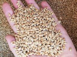 Wheat , Barley