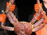 Whole Red King Crab, King Crab Legs, Fresh Frozen and Live Mud Crabs Red King Crabs