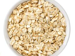 Best Quality Naked Oats Grain Pollution-free Restaurant Large Flake Rolled Oats for Sale