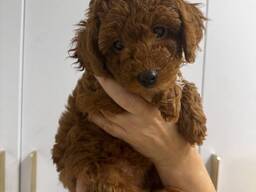 Щенки той-пуделя